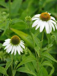 Attēlu rezultāti vaicājumam “Echinacea purpurea leaf”