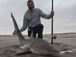 Image result for Carcharhinus brachyurus