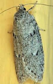 Attēlu rezultāti vaicājumam “Semioscopis avellanella imago”