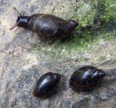 Attēlu rezultāti vaicājumam “Succinea”