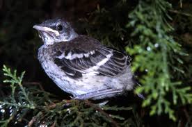 Image result for Mimus polyglottos