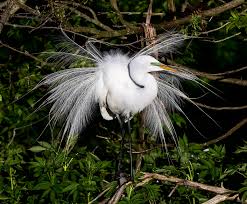 Attēlu rezultāti vaicājumam “Egretta alba adult”