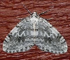 Attēlu rezultāti vaicājumam “Epirrita sp.”