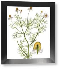 Attēlu rezultāti vaicājumam “Matricaria chamomilla”