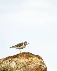 Attēlu rezultāti vaicājumam “Actitis hypoleucos”