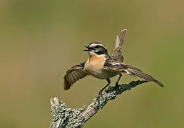 Attēlu rezultāti vaicājumam “Saxicola rubetra adult”