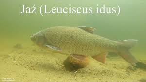 Image result for Squalius cephalus cavedanus
