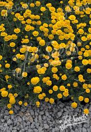 Image result for Anthemis tinctoria