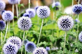 Attēlu rezultāti vaicājumam “Echinops sphaerocephalus flower”