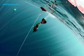 Image result for Blue Water Freediving School