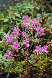 Attēlu rezultāti vaicājumam “Rhododendron canadense flower”