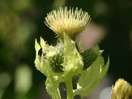 Attēlu rezultāti vaicājumam “Cirsium oleraceum”