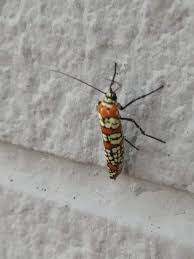 Attēlu rezultāti vaicājumam “Yponomeutidae”