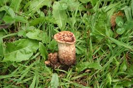 Attēlu rezultāti vaicājumam “Polyporus squamosus”