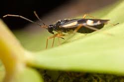 Attēlu rezultāti vaicājumam “Dryophilocoris flavoquadrimaculatus imago”