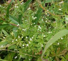 Attēlu rezultāti vaicājumam “Galium trifidum”