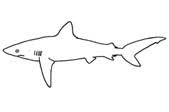 Image result for Carcharhinus isodon