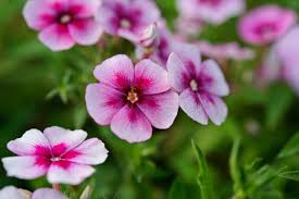Image result for Phlox drummondii