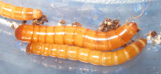 Attēlu rezultāti vaicājumam “Elateridae larva”