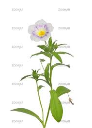 Attēlu rezultāti vaicājumam “Dactylis polygama”