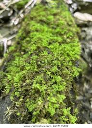 Attēlu rezultāti vaicājumam “Thuidium delicatulum”