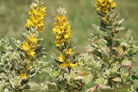 Attēlu rezultāti vaicājumam “Lysimachia punctata flower”
