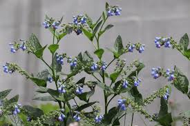 Attēlu rezultāti vaicājumam “Symphytum asperum”