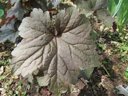Image result for HEUCHERA americana 'Palace Purple Auslese'