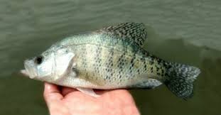 Image result for Pomoxis annularis