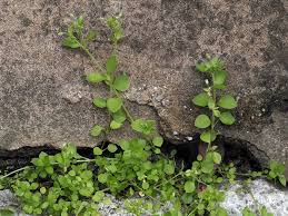 Attēlu rezultāti vaicājumam “Stellaria pallida”