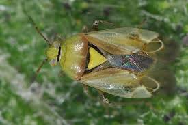 Attēlu rezultāti vaicājumam “Blepharidopterus angulatus imago”