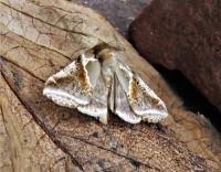 Attēlu rezultāti vaicājumam “Habrosyne pyritoides”