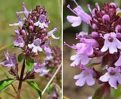 Attēlu rezultāti vaicājumam “Thymus pulegioides”