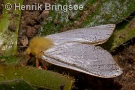 Attēlu rezultāti vaicājumam “Hepialus humuli male”