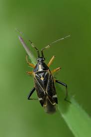 Attēlu rezultāti vaicājumam “Miridae”