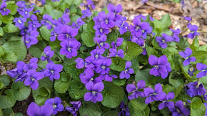 Attēlu rezultāti vaicājumam “Viola sororia”