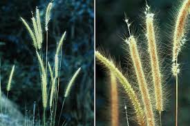 Attēlu rezultāti vaicājumam “Polytrichastrum longisetum”