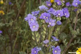 Image result for Phacelia