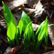 Attēlu rezultāti vaicājumam “Allium ursinum fruit”