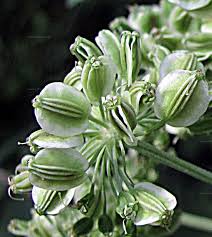 Attēlu rezultāti vaicājumam “Angelica sylvestris fruit”