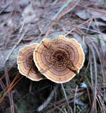 Attēlu rezultāti vaicājumam “Coltricia perennis”