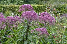 Attēlu rezultāti vaicājumam “Dictydiaethalium plumbeum young”