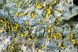 Attēlu rezultāti vaicājumam “Chaenotheca furfuracea”