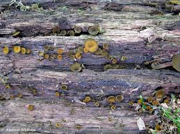 Attēlu rezultāti vaicājumam “Chlorencoelia versiformis”