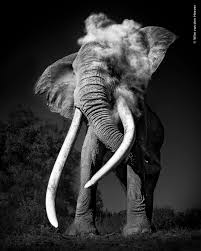 Attēlu rezultāti vaicājumam “Metatrichia floriformis stalked”