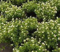 Attēlu rezultāti vaicājumam “Galium odoratum leaf”