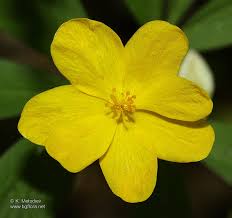 Attēlu rezultāti vaicājumam “Anemone ranunculoides flower”