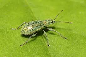 Attēlu rezultāti vaicājumam “Phyllobius”