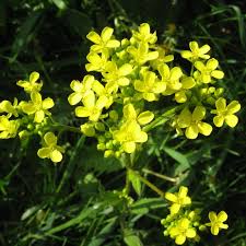 Attēlu rezultāti vaicājumam “Bunias orientalis bud”