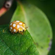 Attēlu rezultāti vaicājumam “Halyzia sedecimguttata”